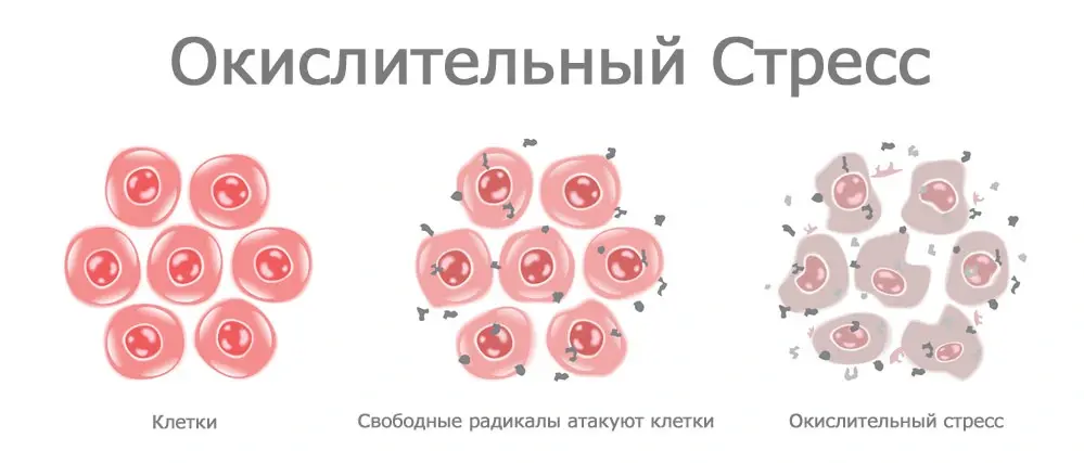 Эффект убихинола: эффективно повышает работоспособность мозга