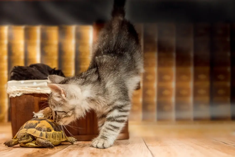 Лабрадудль, черепаха и голая кошка: домашние животные для аллергиков