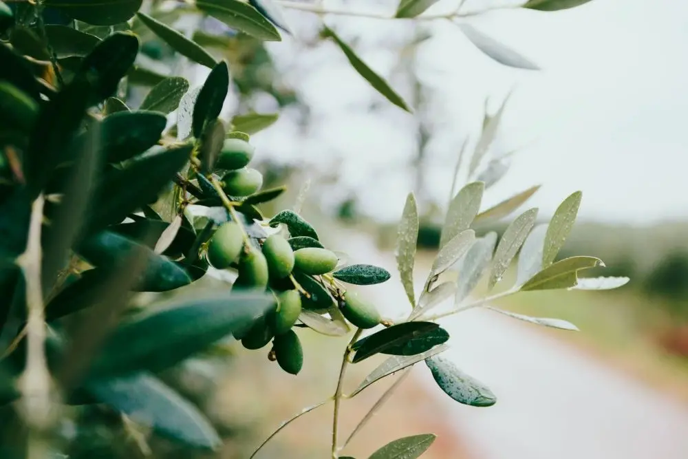 Полифенолы - оливковое масло для защиты от болезней?