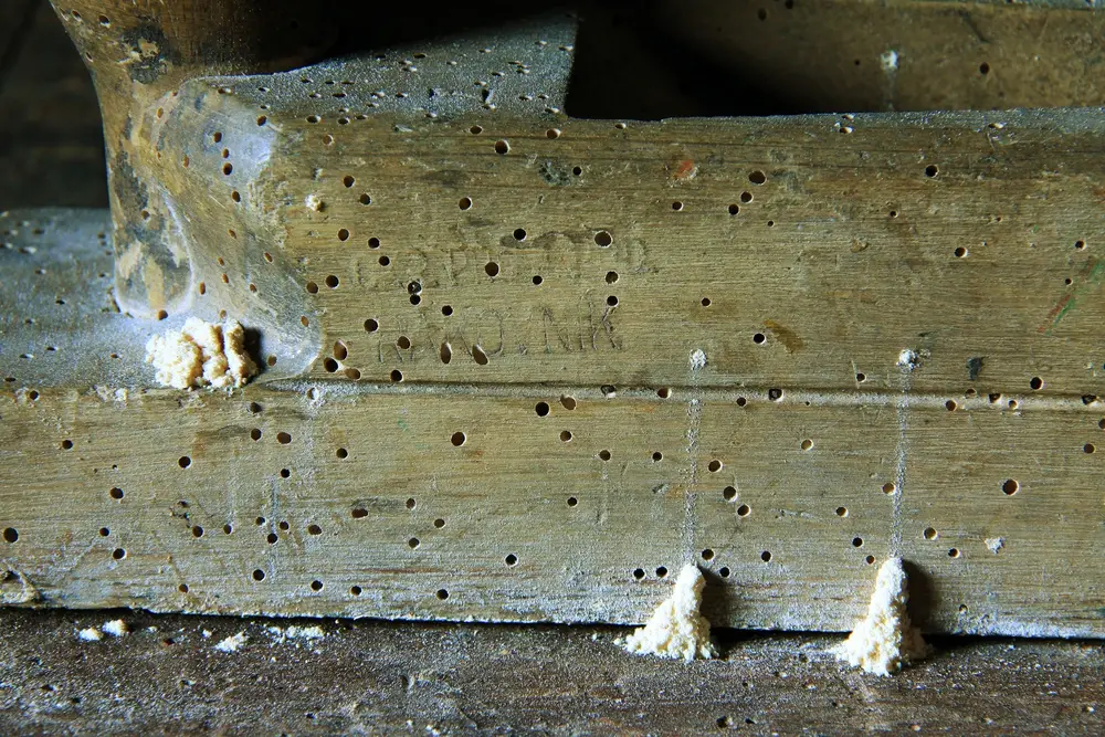 Нежелательные домашние животные: как избавиться от древесного червя, тараканов, куниц и тому подобного