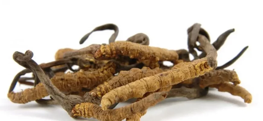 действие и применение Cordyceps sinensis