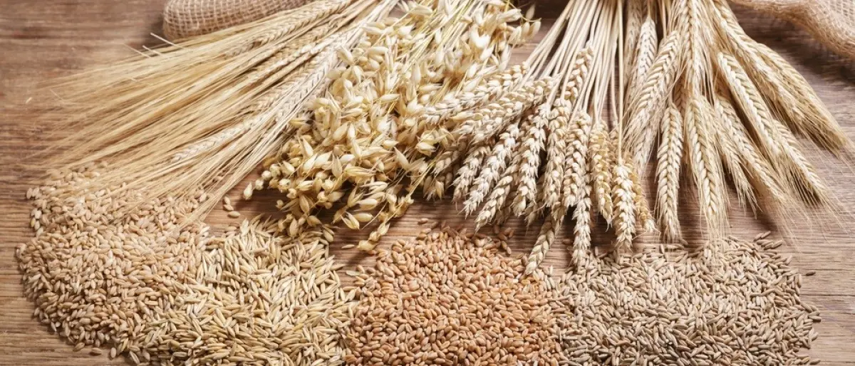Сорта зерновых культур