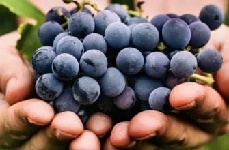 То, что дают вам лозы - экстракт виноградных косточек OPC в качестве пищевой добавки или для ухода за кожей