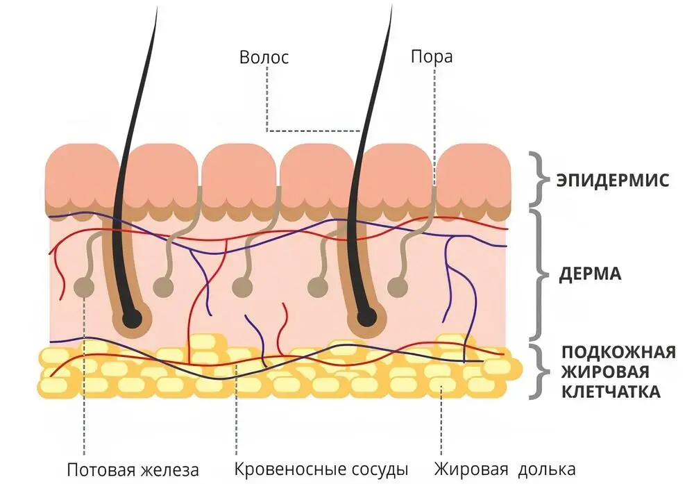 Слои кожи у человека и их задачи